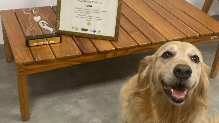 “Cão terapeuta” Lola completa um ano de atuação no Hospital Ortopédico do Estado da Bahia