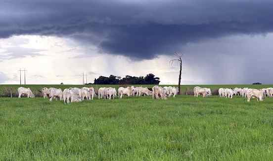 Alavancar a produtividade agrícola passa obrigatoriamente pela recuperação de pastagens degradadas